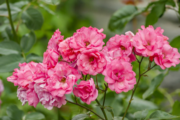 Fototapeta na wymiar bush of blooming pink roses on green backround