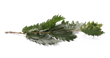 Green oak leaf isolated on white background