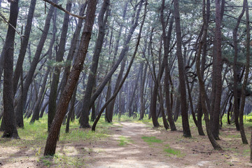 Pine forest in Karatsu Japan