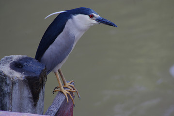 Bluebird - Black-crowned Night Heron 
