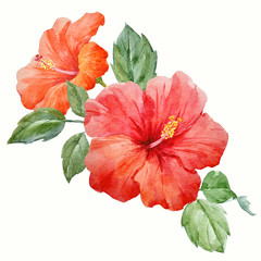 Watercolor tropical hibiscus flower