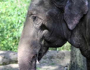 Fototapeta na wymiar Asian elephant (Elephas maximus)
