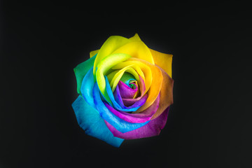 Fototapeta na wymiar Bunte Rose in Regenbogenfarben auf schwarzem Hintergrund