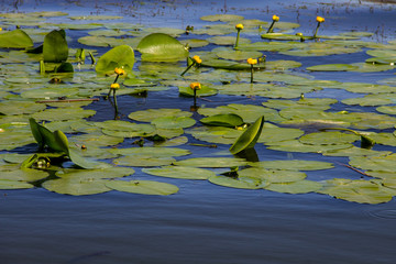 Yellow water flowers (Nuphar Lutea)