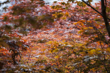 leaves in autumn forest