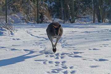 Känguru im Schnee © Asray Laleike