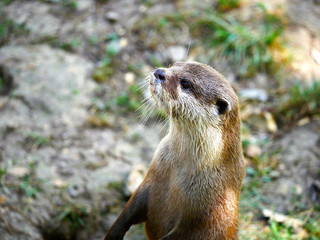 Loutre d'Asie