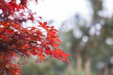 leaves in autumn forest