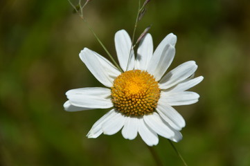Obraz premium Nahaufnahme eines Gänseblümchens auf der Weide