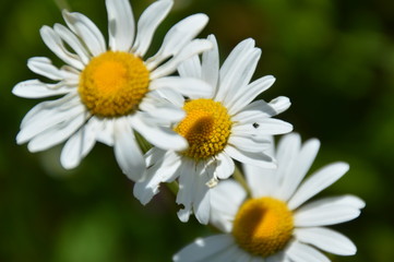 Makroaufnahme dreier Gänseblümchen