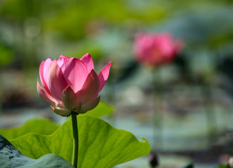 The blooming of pink lotus in Astrakhan region, river, summer. Russia wild nature.