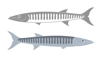 Barracuda set. Isolated barracuda on white background