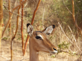 Female gazelle portrait