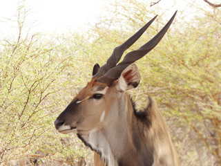 Male eland portrait
