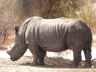 Naklejka premium Biały nosorożec