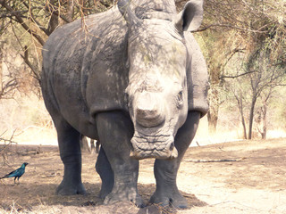 Fototapeta premium White rhino front