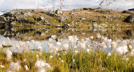 Common Cottongrass reflecting in lake in Norway