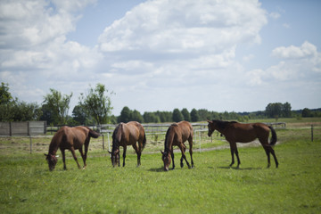 Fototapeta na wymiar Polish primitive horses on the meadow