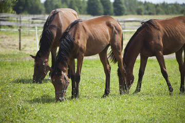Fototapeta premium Polish primitive horses on the meadow