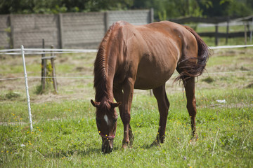 Fototapeta premium Polish primitive horses on the meadow