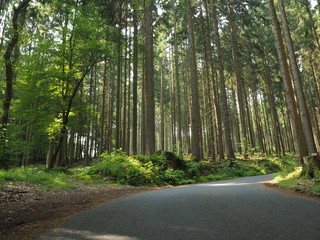 Wald mit Bäumen