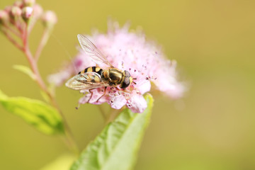 Bee