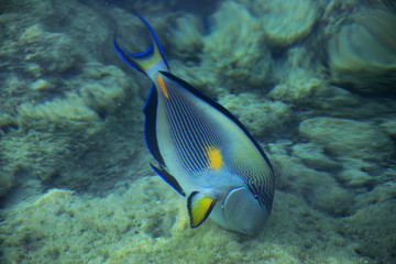 Fototapeta na wymiar Red sea bright fish in water stones