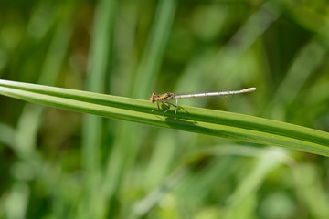 libellule verte