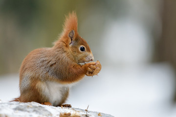 Squirrel winter snack