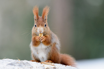 Squirrel snack on a snow stump