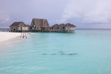 Eagle rays swimming in coastal waters.