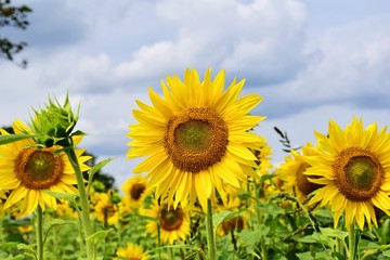Fototapeta premium Sonnenblumen in der Sonne
