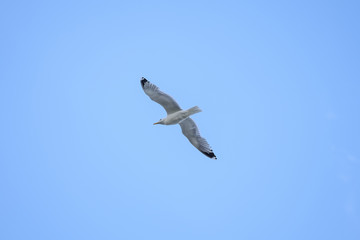 Seagull fly in the sky 3