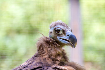  head of a large vulture bird