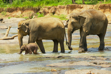 Elephant family with a baby cross river in Pinnawala, Sri Lanka.