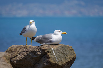 Fototapeta premium A couple of gulls sunbathing near the sea 3