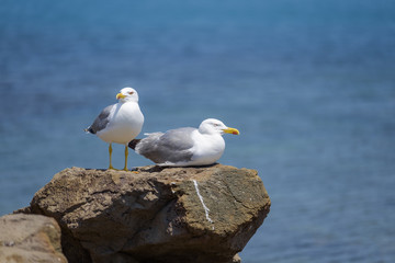 A couple of gulls sunbathing near the sea 2