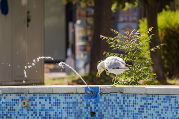 Fototapeta premium The gull drinks from the fountain 4
