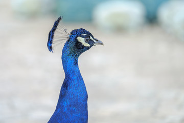 Obraz premium Portrait of a beautiful peacock 1