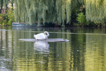 Swan on the lake