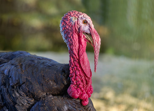 Portrait of a turkey