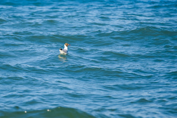 The seagull swimming in black sea