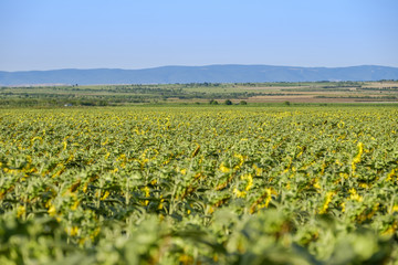 Sunflower fields 2