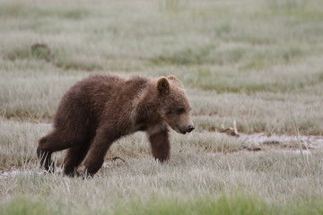 Fototapeta na wymiar Braunbär Jungtier in Alaska, Katmai Nationalpark, Hallo Bay