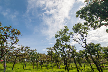 Field,trees and blue sky with clouds.