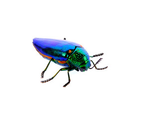 metallic wood-boring beetle isolated on white background.
