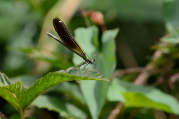 libellule sur feuille