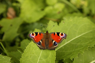 Obraz premium Butterfly in Sanok. Subcarpathian voivodeship. Poland