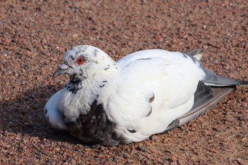 pigeon