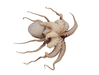 Octopus isolated on white background